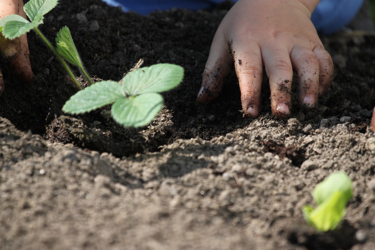 How to Create a Vegetable Patch in Your Backyard